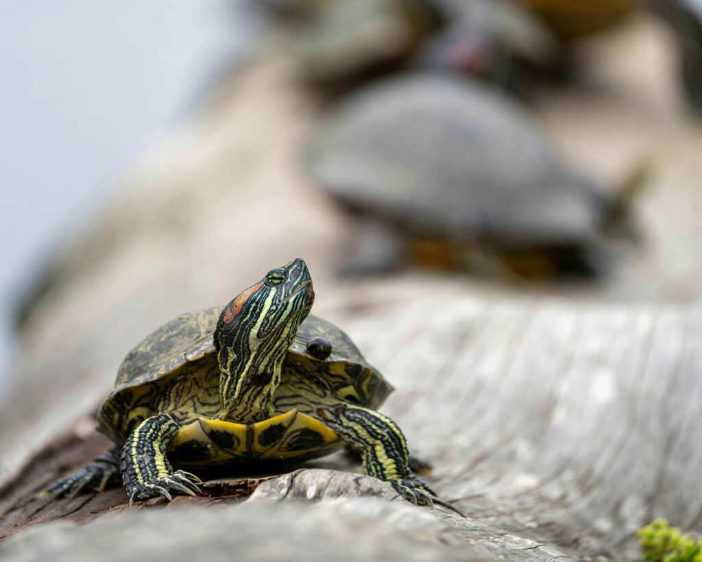 A close-up of a turtle with yellow and green striped legs resting on a log near beautiful lake homes in North Dallas, with other turtles blurred in the background.