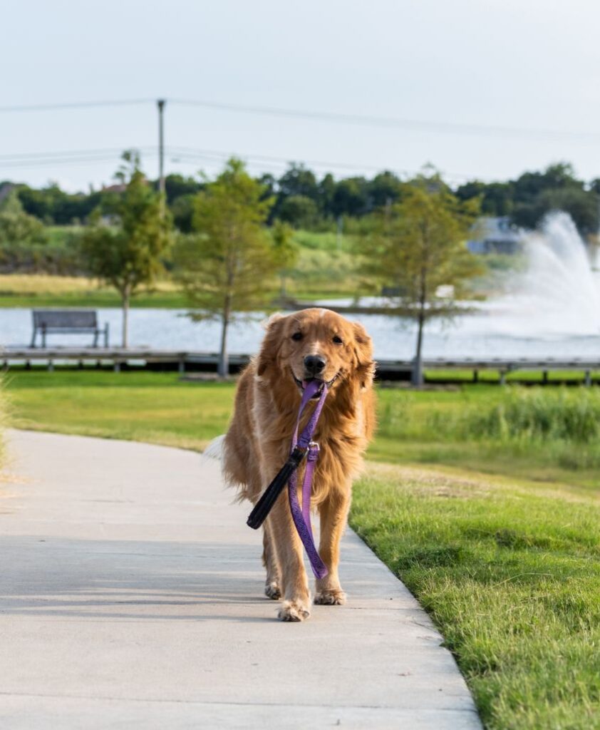 A dog walking along a trail.